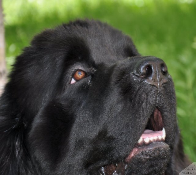 Фото: ньюфаундленд Beguschaya po Volnam Hasta la Vista (Бегущая по Волнам Хаста ла Виста)