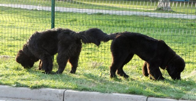 Фото: ньюфаундленд Smigar Galaxsy Shall Win (Смигар Галакси Шелл Вин), ньюфаундленд Ohoi's Jet Set