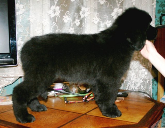 Фото: ньюфаундленд Smigar Jordan Riva (Смигар Жордан Рива)