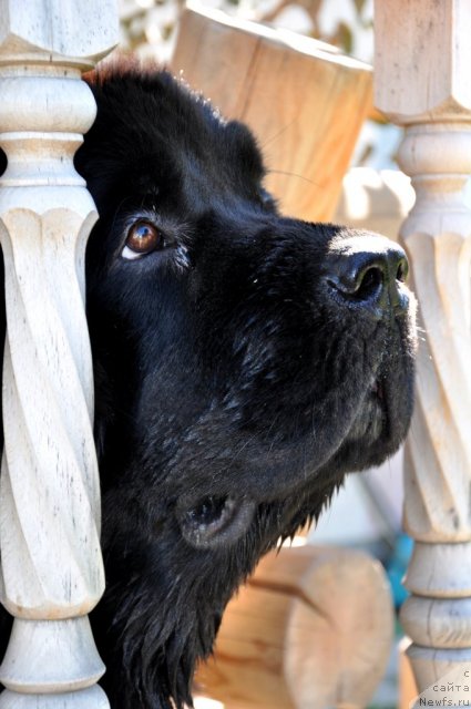 Фото: ньюфаундленд Beguschaya po Volnam Hasta la Vista (Бегущая по Волнам Хаста ла Виста)