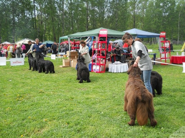 Фото: ньюфаундленд Funnewf Gospozha Udacha (Фанньюф Госпожа Удача), YUliana Nikiforova (Юлиана Никифорова)
