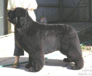 Фото: ньюфаундленд Toad Halls Wizard of Oz