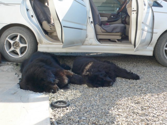 Фото: ньюфаундленд Veridan Zvezdnyiy Put' (Веридан Звездный Путь), ньюфаундленд I'm Little Princess Midnight Bear