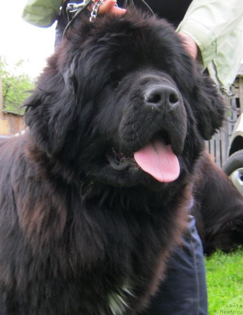 Фото: ньюфаундленд Plushevaya Panda Svetskaja Lviza (Плюшевая Панда Светская Львица)