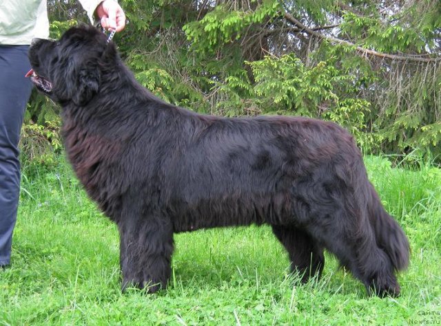 Фото: ньюфаундленд Plushevaya Panda Svetskaja Lviza (Плюшевая Панда Светская Львица)