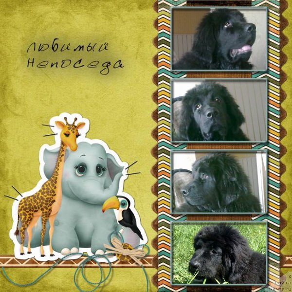 Фото: Щенок от, ньюфаундленд Velikiy Medved' Zagadka (Великий Медведь Загадка), ньюфаундленд Atlant Byest (Атлант Бэст)