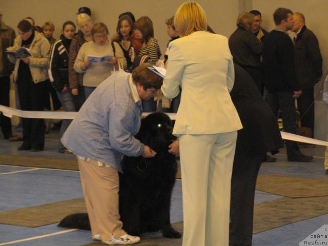 Фото: ньюфаундленд Smigar Efertiti Egipetskaya Jrica (Смигар Ефертити Египетская Жрица)