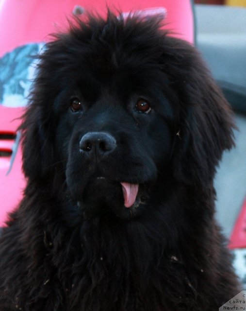 Фото: ньюфаундленд Osoba Statnaya iz Medvej'ego YAra (Особа Статная из Медвежьего Яра)