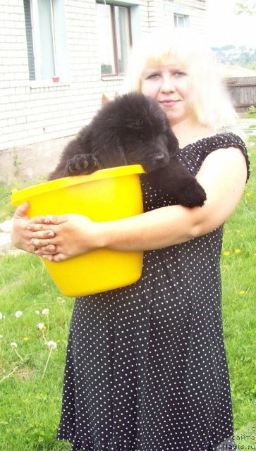 Фото: Anna Portnyakova (Анна Портнякова), ньюфаундленд Zadushevnyiy Drug (Задушевный Друг)