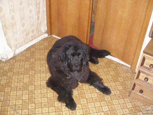 Фото: ньюфаундленд CHelendjer (Челенджер)