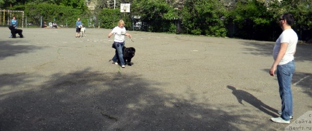 Фото: ньюфаундленд Sent Djons Tender Kiss of Elly (Сент Джонс Тендер Кисс оф Элли)