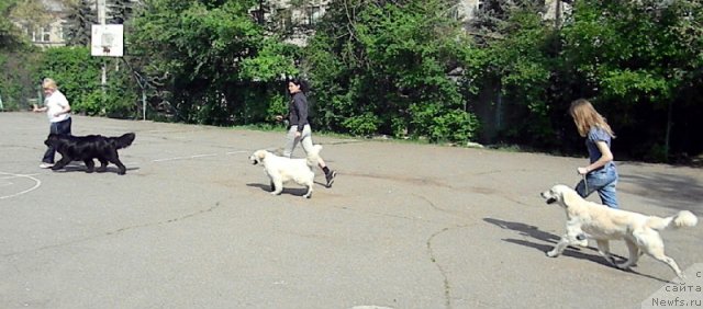 Фото: ньюфаундленд Sent Djons Tender Kiss of Elly (Сент Джонс Тендер Кисс оф Элли)