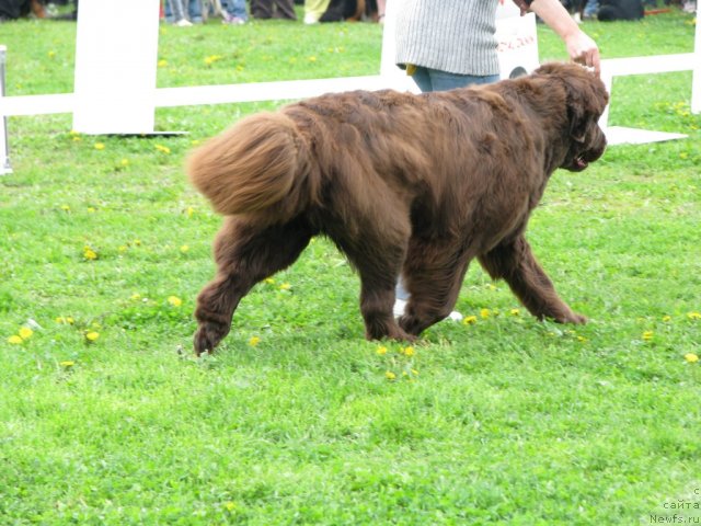 Фото: ньюфаундленд Funnewf Gospozha Udacha (Фанньюф Госпожа Удача)