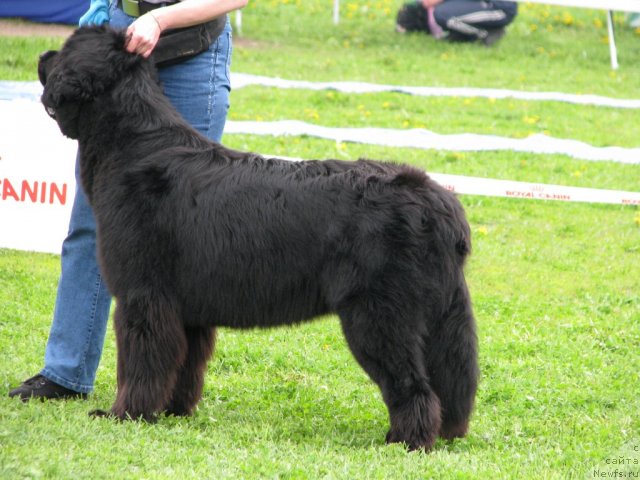 Фото: ньюфаундленд Funnewf Uletnaya Devchenka (Фанньюф Улетная Девчонка)