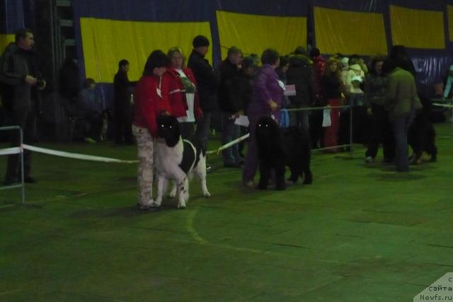 Фото: ньюфаундленд Vesnushka na Shastie (Веснушка на Счастье)