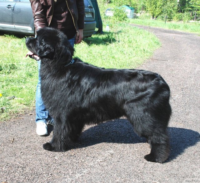 Фото: ньюфаундленд Plushevaya Panda Vikar (Плюшевая Панда Викар)