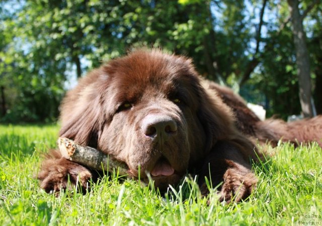Фото: ньюфаундленд Chernyi Sharm Angel'skaya Krasota (Черный Шарм Ангельская Красота)