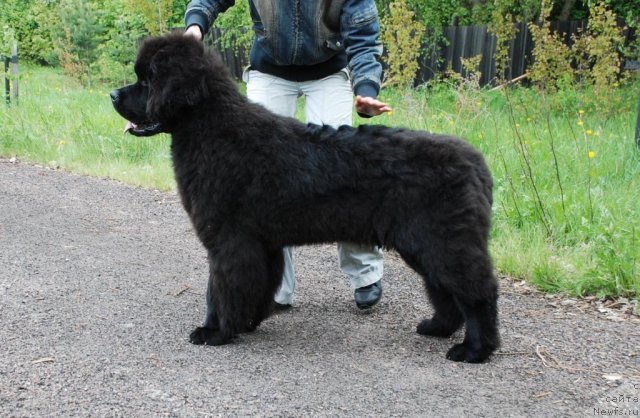 Фотография № 68418