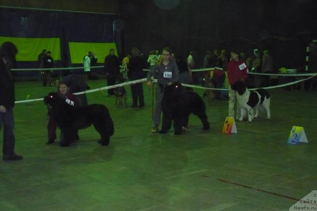 Фото: ньюфаундленд O Black Diamond Little Bear (О Блек Диамонд Литтл Беар), ньюфаундленд Vesnushka na Shastie (Веснушка на Счастье)
