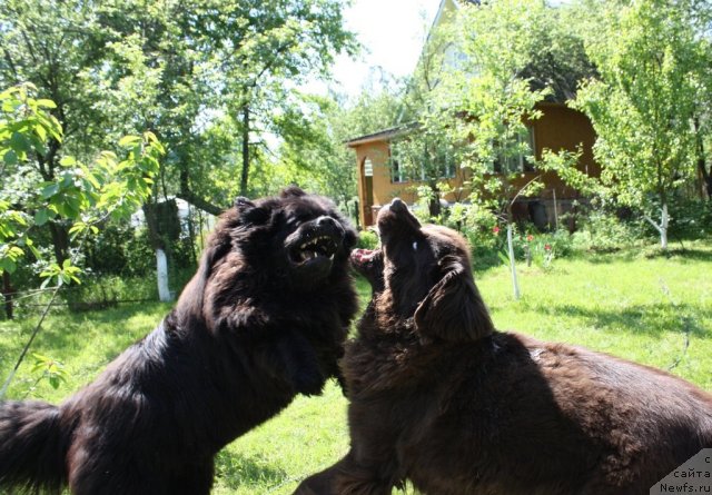 Фото: ньюфаундленд CHansi iz Zolotogo Treugol'nika (Чанси из Золотого Треугольника), ньюфаундленд Chernyi Sharm Angel'skaya Krasota (Черный Шарм Ангельская Красота)