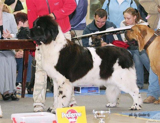 Фото: ньюфаундленд Vesnushka na Shastie (Веснушка на Счастье)