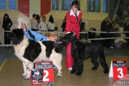 Фото: ньюфаундленд Vesnushka na Shastie (Веснушка на Счастье)