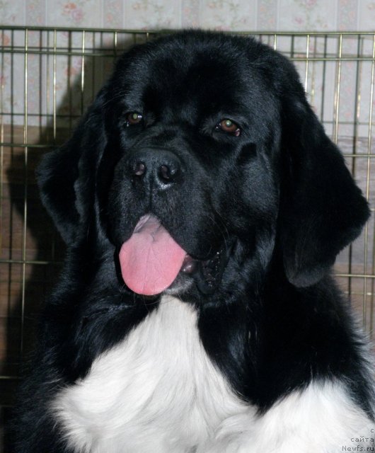 Фото: ньюфаундленд Starbimovlav Gardemarin (Старбимовлав Гардемарин)