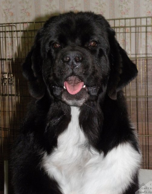 Фото: ньюфаундленд Starbimovlav Gardemarin (Старбимовлав Гардемарин)