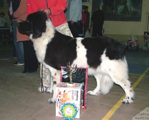 Фото: ньюфаундленд Vesnushka na Shastie (Веснушка на Счастье)