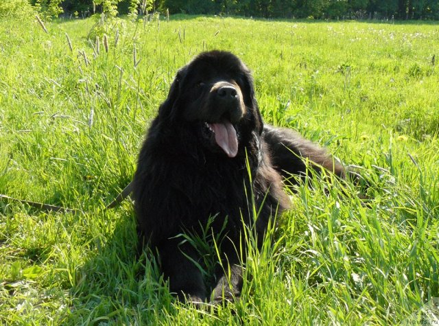 Фото: ньюфаундленд Pchiolkin Dom Dikaya Orhideya (Пчёлкин Дом Дикая Орхидея)