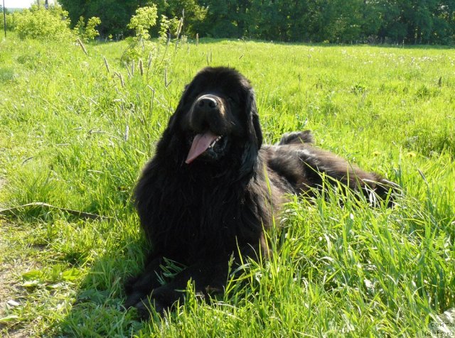 Фото: ньюфаундленд Pchiolkin Dom Dikaya Orhideya (Пчёлкин Дом Дикая Орхидея)
