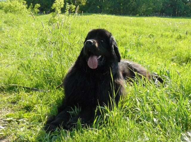 Фото: ньюфаундленд Pchiolkin Dom Dikaya Orhideya (Пчёлкин Дом Дикая Орхидея)