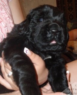 Фото: щенок, ньюфаундленд Newf Mermaid Denver, ньюфаундленд Boginya Serdca Moego (Богиня Сердца Моего)