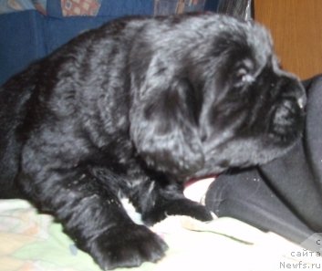 Фото: щенок, ньюфаундленд Boginya Serdca Moego (Богиня Сердца Моего), ньюфаундленд Newf Mermaid Denver