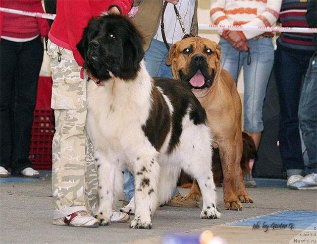 Фото: ньюфаундленд Vesnushka na Shastie (Веснушка на Счастье)