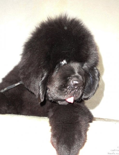 Фото: ньюфаундленд Beguschaya po Volnam Dancing Queen (Бегущая по Волнам Дансинг Квин)