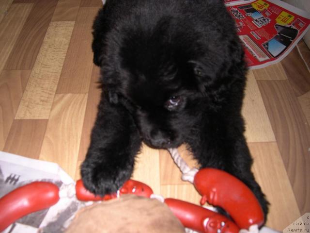 Фото: ньюфаундленд Van Len Taym Vensan Velikolepnyiy (Ван Лен Тайм Венсан Великолепный)