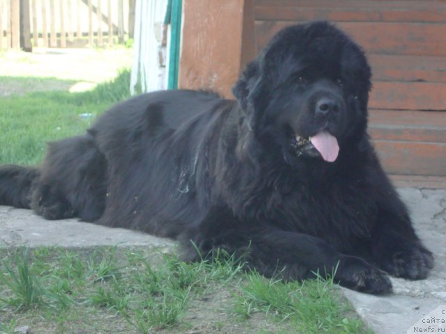 Фото: ньюфаундленд Riv'era ot Sibirskogo Medvedya (Ривьера от Сибирского Медведя)