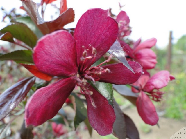 Фотография № 68501