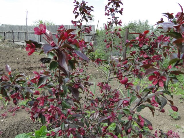 Фотография № 68502