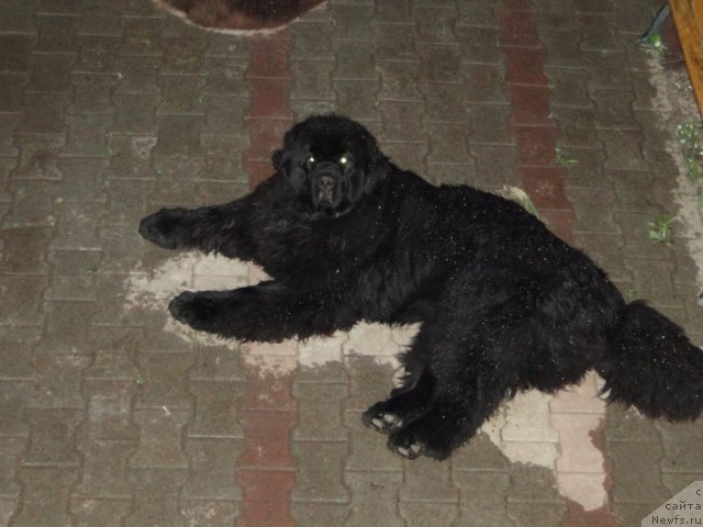 Фото: ньюфаундленд Baloven' Sud'byi (Баловень Судьбы)