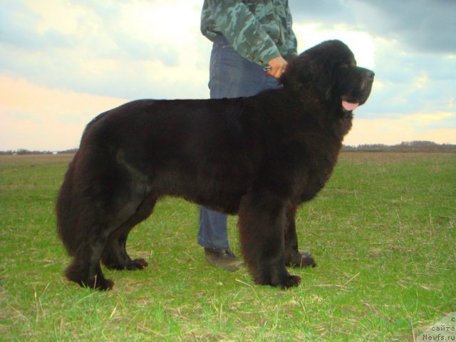 Фото: ньюфаундленд Uyutnaya Dolina Andros Grif (Уютная Долина Андрос Гриф)