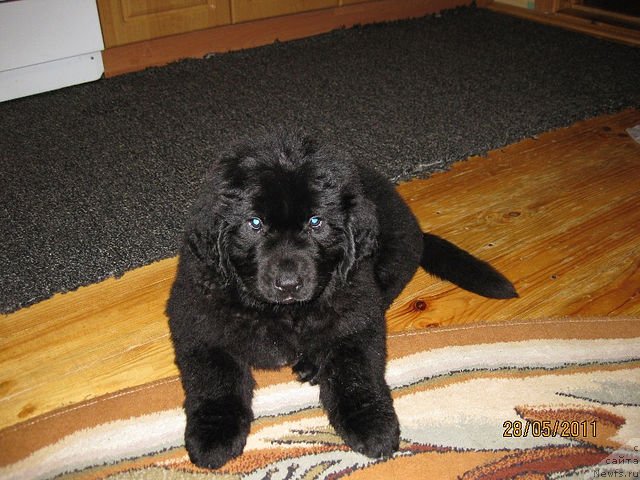 Фото: ньюфаундленд Znatnyiy Krasavec (Знатный Красавец)