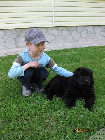 Фото: ньюфаундленд Znatnyiy Krasavec (Знатный Красавец)