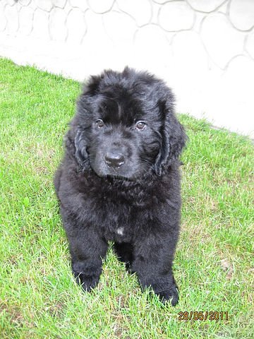 Фото: ньюфаундленд Znatnyiy Krasavec (Знатный Красавец)