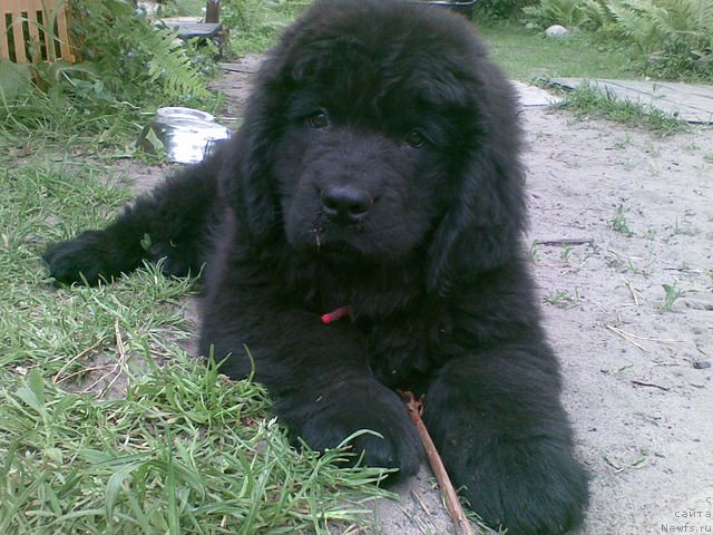 Фото: ньюфаундленд Jivaya Legenda (Живая Легенда)