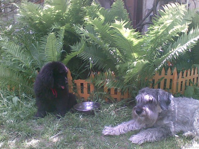 Фото: ньюфаундленд Jivaya Legenda (Живая Легенда)