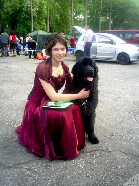 Фото: ньюфаундленд Ih Visochestvo Viola Zhanmonika (Их Высочество Виола Жанмоника), Lyudmila Kudryavceva (Людмила Кудрявцева)