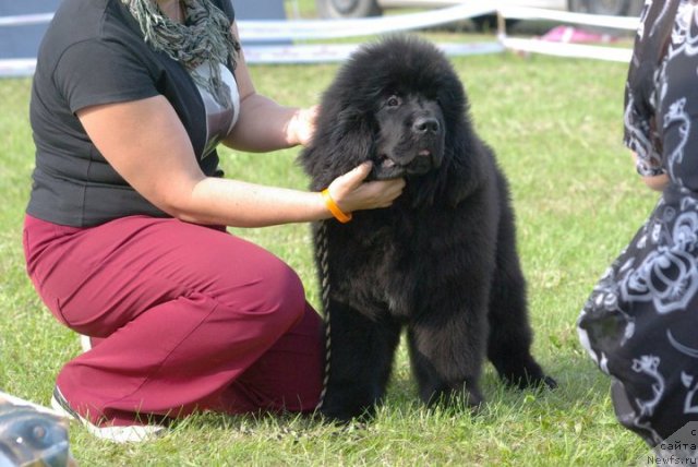 Фотография № 68518