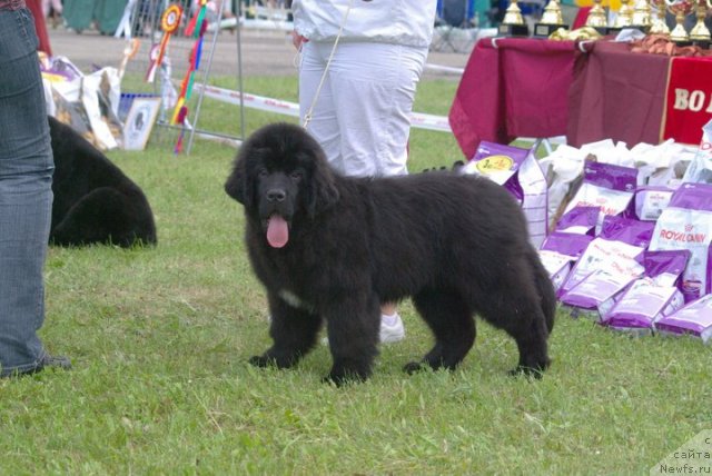 Фотография № 68520